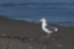 Picture of Slaty-backed gull3｜Foraging on the beach.