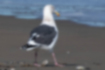 Picture of Slaty-backed gull4｜The iris is pale yellow.
