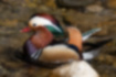 Picture of Mandarin duck1｜The whole body is colorful.