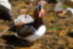 Picture of Mandarin duck3｜Looking at the face from the front, the feathers extending from the cheeks look pointed.