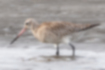 Picture of Bar-tailed Godwit1｜It has a long curved beak.
