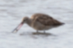 Picture of Bar-tailed Godwit3｜Caught something.