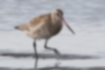 Picture of Bar-tailed Godwit4｜The legs are black.
