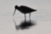 Picture of Bar-tailed Godwit5｜Silhouette.