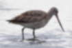 Picture of Bar-tailed Godwit6｜It is light brown.