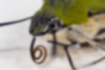 Picture of Pellucid hawk moth3｜They have sharp eyes.
