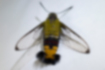 Picture of Pellucid hawk moth4｜Wings are transparent.