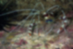 Picture of Banded coral shrim2｜Behind a rock.