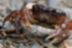 Picture of Japanese Freshwater Crab2｜The legs are reddish.