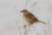Picture of Zitting Cisticola1｜It spreads its legs and perches on a branch.