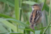 Picture of Zitting Cisticola3｜The back is blackish.