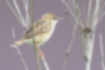 Picture of Zitting Cisticola4｜The legs are flesh colored.