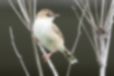 Picture of Zitting Cisticola5｜The belly is white.