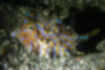 シマウミスズメ | 褐色の体に青い斑紋があります。