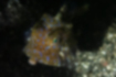 Picture of Thornback cowfish4｜Ochobo mouth.