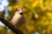 Picture of Hawfinch1｜The whole body is light brown.