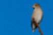 Picture of Hawfinch2｜Perched on the top of a ginkgo tree.