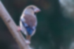 Picture of Hawfinch4｜Flight feathers are black and blue.