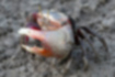 Picture of Fiddler crab3｜The surface of the scissors is rough.