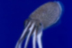 Picture of Japanese spine-less cuttlefish4｜There are white spots.