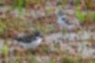 Picture of Kentish Plover1｜Gray-brown back, white belly.