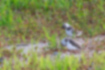 Picture of Kentish Plover3｜It was preening and relaxing.