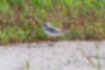 Picture of Kentish Plover4｜Walk quickly.