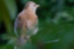 Picture of Pale Thrush1｜Whole body is brown.