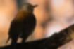 Picture of Pale Thrush2｜The impression is that you are in the dark such as a bush.