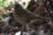 Picture of Pale Thrush3｜It was foraging on the ground.