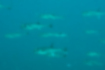ショウサイフグの写真2｜群れで泳いでいました。