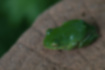 Picture of Schlegel's green tree frog2｜It didn't move at all.