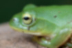 Picture of Schlegel's green tree frog3｜The iris is bright yellow.