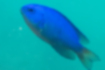Picture of Neon damselfish1｜Beautiful blue.