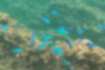 ソラスズメダイの写真｜「岩礁に集まっています。」