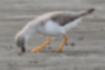 Picture of Terek Sandpiper3｜They forage with their beaks in the sand.