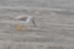 Picture of Terek Sandpiper4｜Walking alone on the tidal flats.