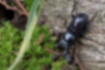 Picture of Dorcus striatipennis2｜Quickly went down the tree.