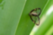 Picture of Euricania facialis2｜It sat still on a leaf.