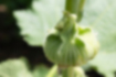Picture of Hollyhock3｜It is a bud that grows upward.