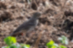 Picture of Buff-bellied Pipit2｜It has a sober color that is assimilated with the ground.