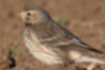 Picture of Buff-bellied Pipit5｜The beak is yellow.