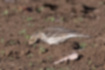 Picture of Buff-bellied Pipit6｜Poking at the dirt and eating something.