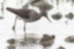 Picture of Wood Sandpiper2｜Looking for food in the paddy field.