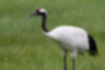 Picture of Japanese crane1｜The red on the top of the head is vivid.