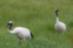 Picture of Japanese crane2｜They were foraging in pairs.