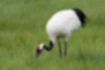 Picture of Japanese crane3｜They scavenge for food on the ground with their beaks.