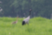 Picture of Japanese crane4｜A chick follows its mother.