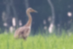 Picture of Japanese crane5｜It is a chick whose whole body is brown.