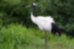 Picture of Japanese crane6｜Standing posture is elegant.